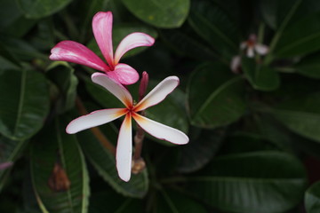 Temple tree flowers, Apocynaceae Frangipani or Plumeria  and Wrightia religiosa  branches and leaves