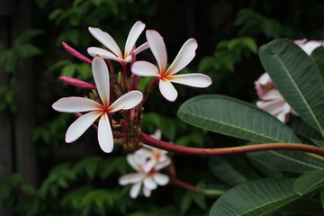 Temple tree flowers, Apocynaceae Frangipani or Plumeria  and Wrightia religiosa  branches and leaves