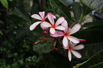Temple tree flowers, Apocynaceae Frangipani or Plumeria  and Wrightia religiosa  branches and leaves