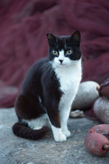 Black and white cat in fishing port 