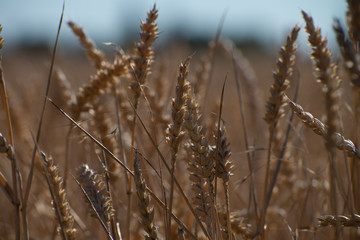 Fototapeta premium Weizenfeld