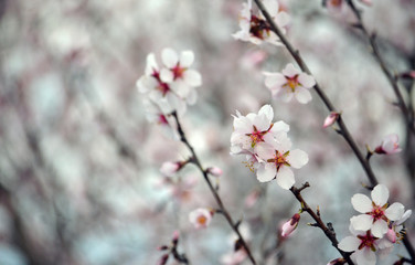 Pink white cherry blossoms in Young, New South Wales, Australia. 