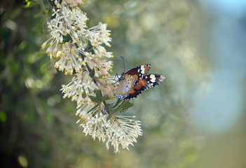 Lesser Wanderer Butterfly, Danaus chrysippus, feeding on Western Australian native Grevillea vestita flowers. Butterfly also known as the Plain Tiger, African Queen and Lesser Monarch. 