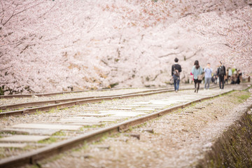 京都府 蹴上インクライン 桜