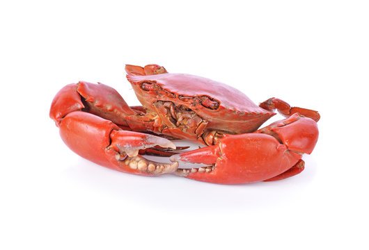 Cooked crab on a white background. File contains clipping paths.