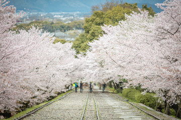京都府 蹴上インクライン 桜