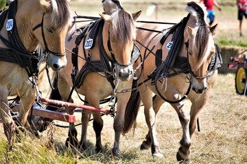 horse and rider