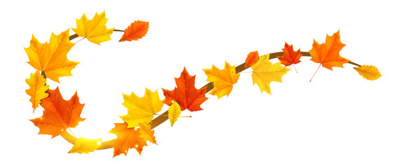 autumn border element with colored leaves