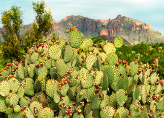 A prickly pear cactus after its flowers have fallen off sitting in front of a tall mountain  © nicholas