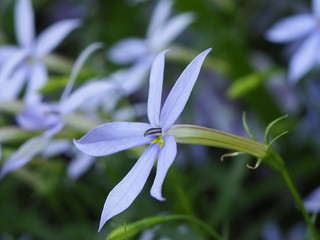  Laurentia axillaris, beautiful flowers in garden