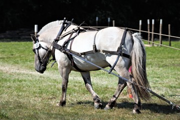 horse and buggy