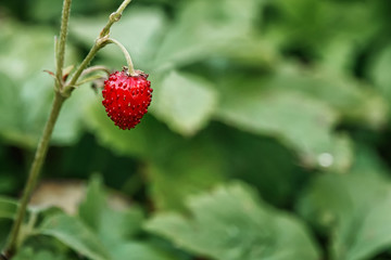 Forest strawberries on a branch on a Sunny day. Healthy nutrition in a single berry.