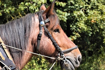 portrait of a horse