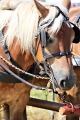 Obraz premium portrait of horse