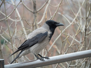 The grey crow (Corvus tristis), formerly known as the bae-faced crow, as the Eurasian carrion crow (Corvus corone)