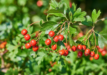 Weißdorn, Crataegus