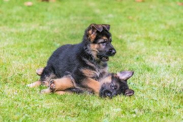 Two German Sheperd puppies playing in the back yard.