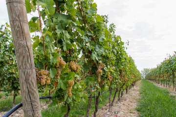 rape wine grapes in the vineyard