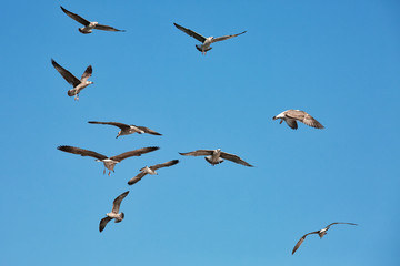 Sea gulls in the air, natural outdoor background