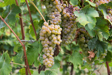 bunch of grapes on the vine