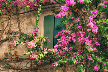 Fototapeta na wymiar Closed window surrounded by beautiful flowers