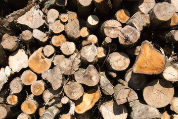 A pile of firewood lit with bright sunlight