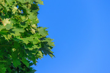 Green leaves and blue sky background