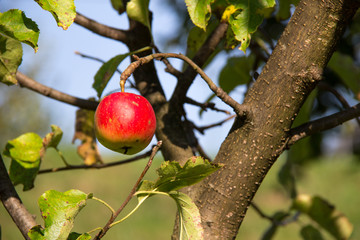 An apple on the apple tree on sunny summer day