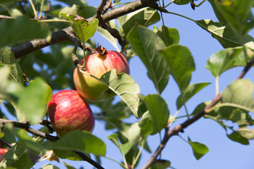 An apple on the apple tree on sunny summer day