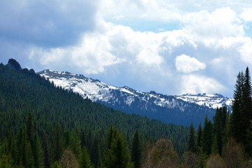 Fototapeta na wymiar Mountain nature mountains snow on the mountains, the Forest of Pine, Spruce Picturesque panorama of a Green summer spring outdoor Sky