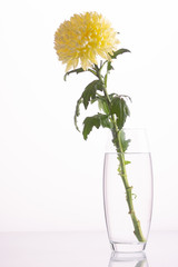 yellow chrysanthemum flower in a vase with water