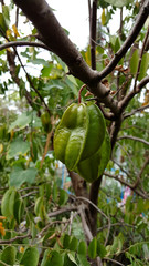 Star apple( Carambola) fruit on the tree