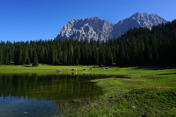 Fototapeta na wymiar Igelsee und weidende Kühe vor dem Wettersteingebirge