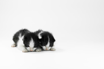 Fototapeta na wymiar Cute small black and white kitten on a white background,First day after birth