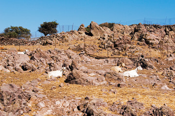 Goats in the rocks in Patmos, Greece