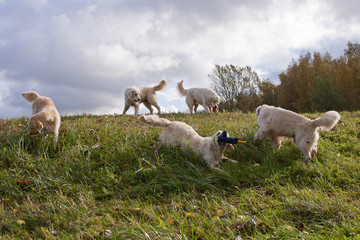 Fototapeta premium Labrador Retriever running in a grass field. Dog walking and playing in park. Happy pet in the wild