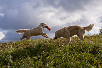 Fototapeta premium Labrador Retriever running in a grass field. Dog walking and playing in park. Happy pet in the wild