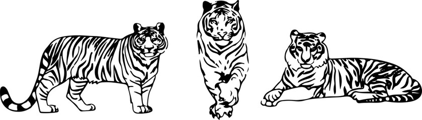 Tiger Graphic photos, royalty-free images, graphics, vectors & videos