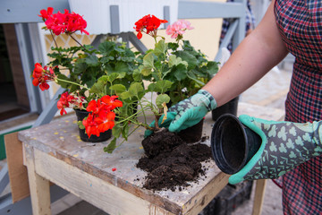 Gardeners hand planting flowers in pot . .Geranium