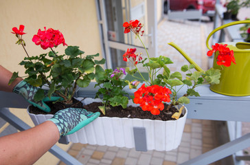 Gardeners hand planting flowers in pot . Geranium