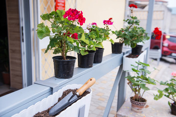 Geranium planting flowers in pot