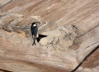 hirondelle au nid © helenedevun