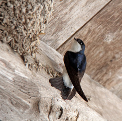 belle hirondelle © helenedevun