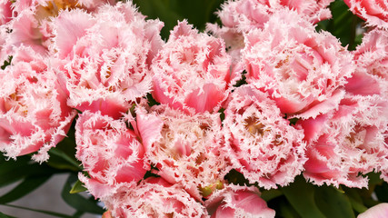 Pink fringed tulips with a white edging in a botanical garden in spring.