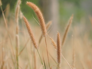  Yellow grass flowers in summer