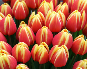Fototapeta premium beautiful pink and yellow tulip flowers in spring garden.