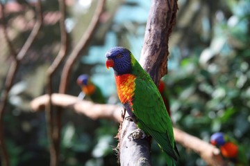 rainbow lorikeet on a branch