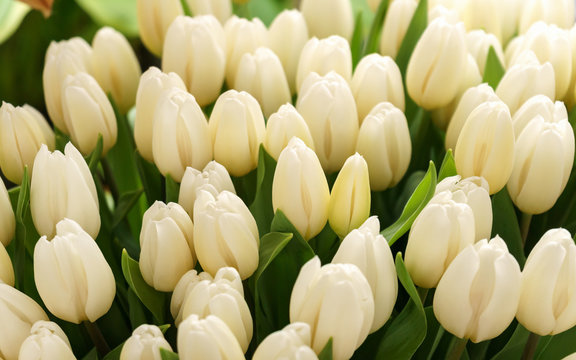 white cream tulip flowers in spring garden, park.