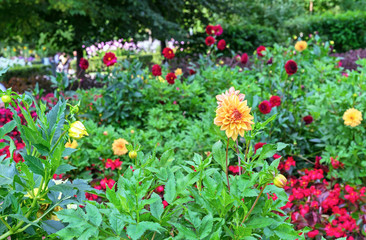 Yellow dahlia flower against the background of a blooming garden.