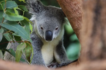 Obraz premium koala in tree
